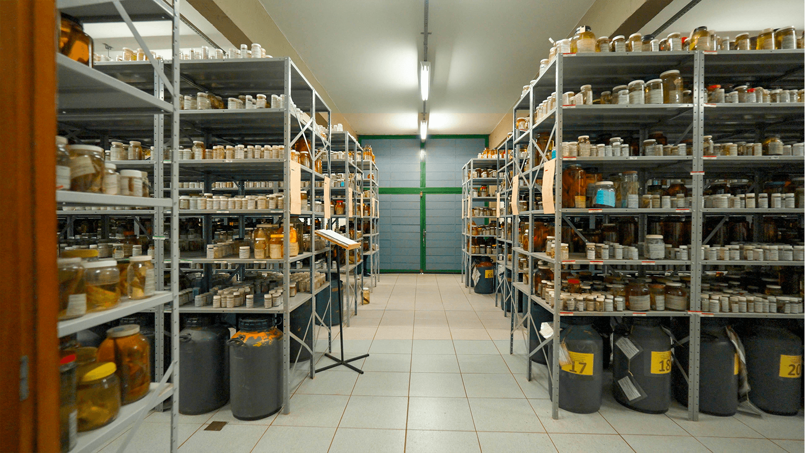 Coleção-Ictiológica-pea_0001_Coleção-Ictiológica-3